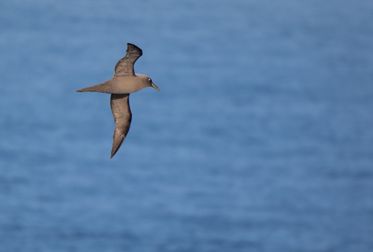 Sooty Albatross - ML433943641