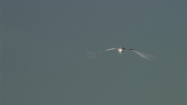 Glaucous Gull - ML433944