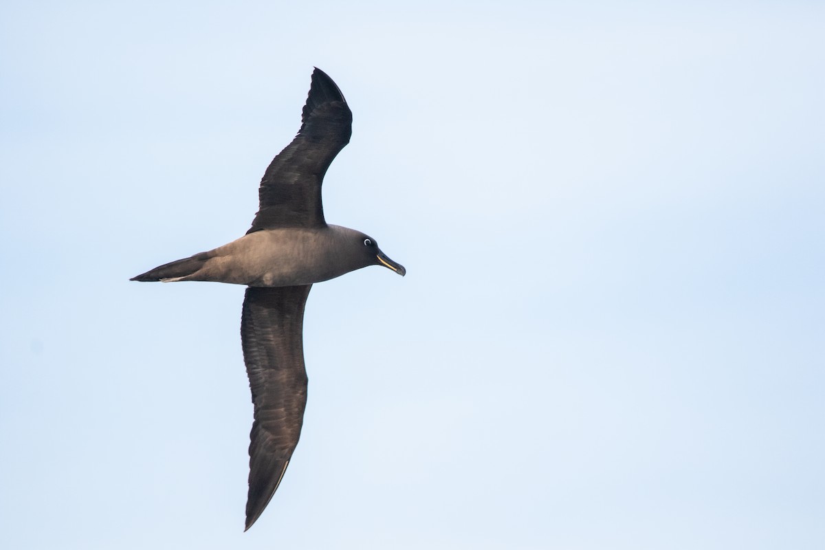 Sooty Albatross - ML433944631