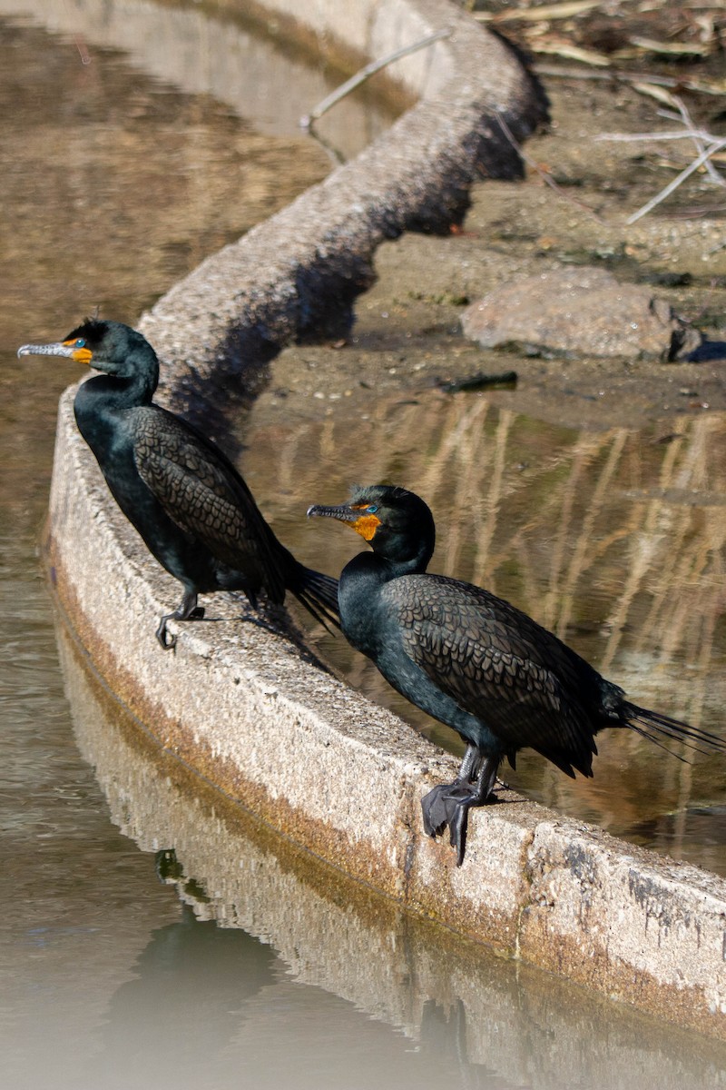 Double-crested Cormorant - ML433944721