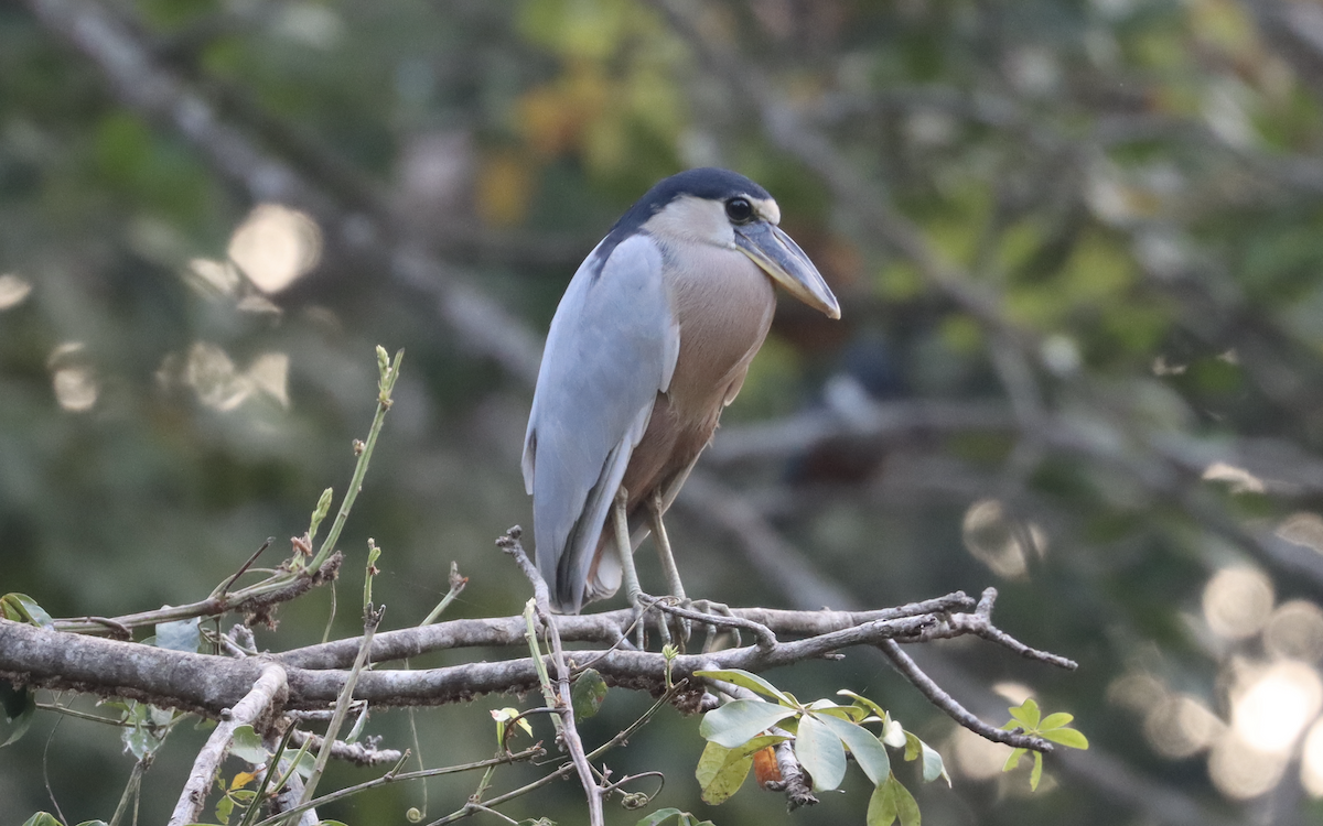 Boat-billed Heron - ML433944881