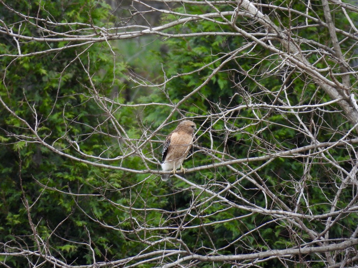 Red-shouldered Hawk (lineatus Group) - ML433944941