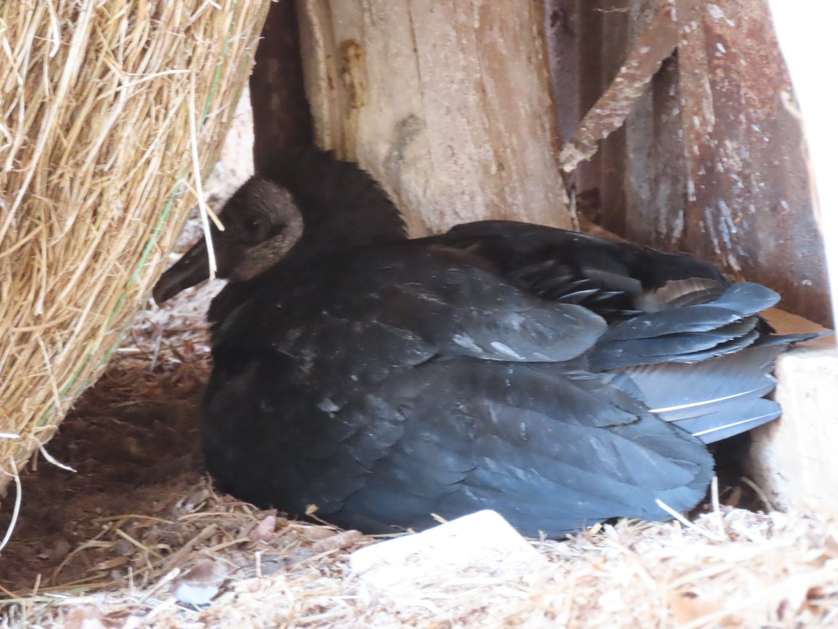 Turkey Vulture - ML433945061