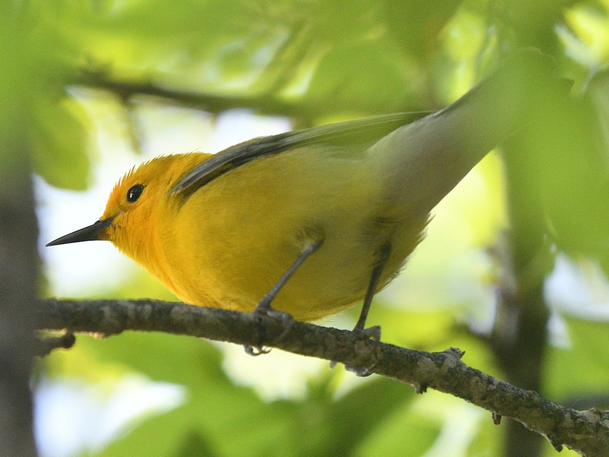 Prothonotary Warbler - ML433945791