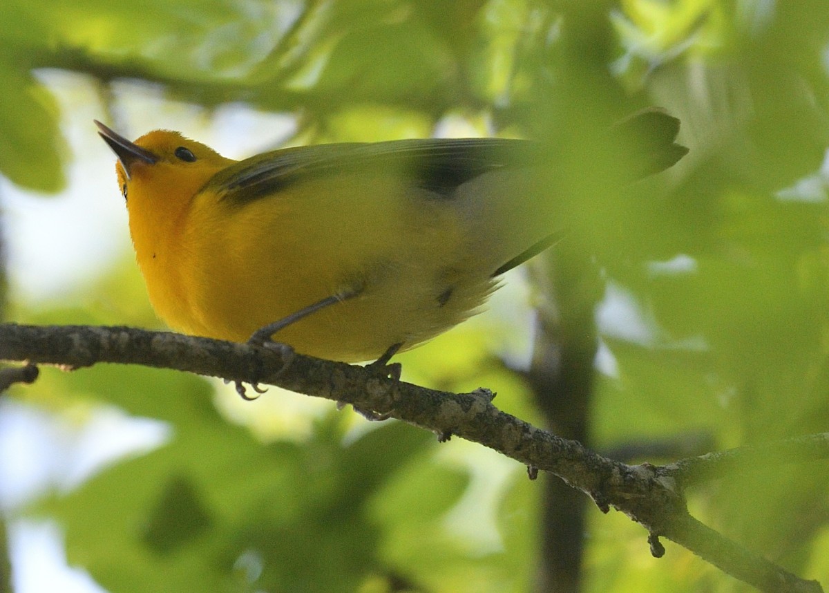 Prothonotary Warbler - ML433945801