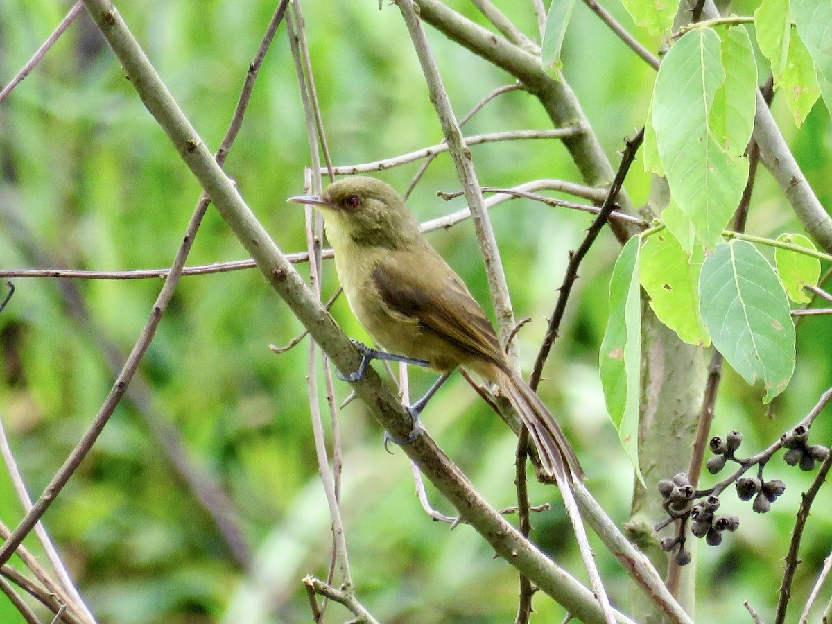 Papyrus Yellow-Warbler - ML433946131