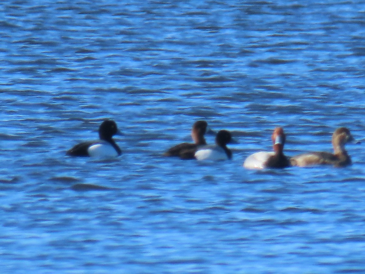 Greater Scaup - ML433946191