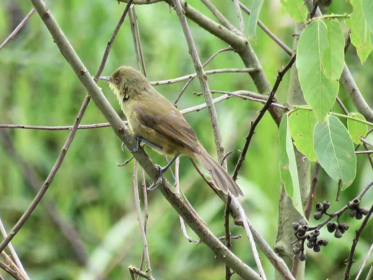 Papyrus Yellow-Warbler - ML433946211