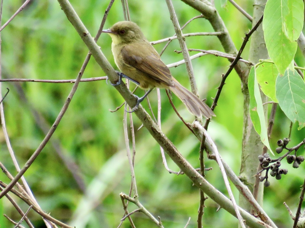 Papyrus Yellow-Warbler - ML433946251