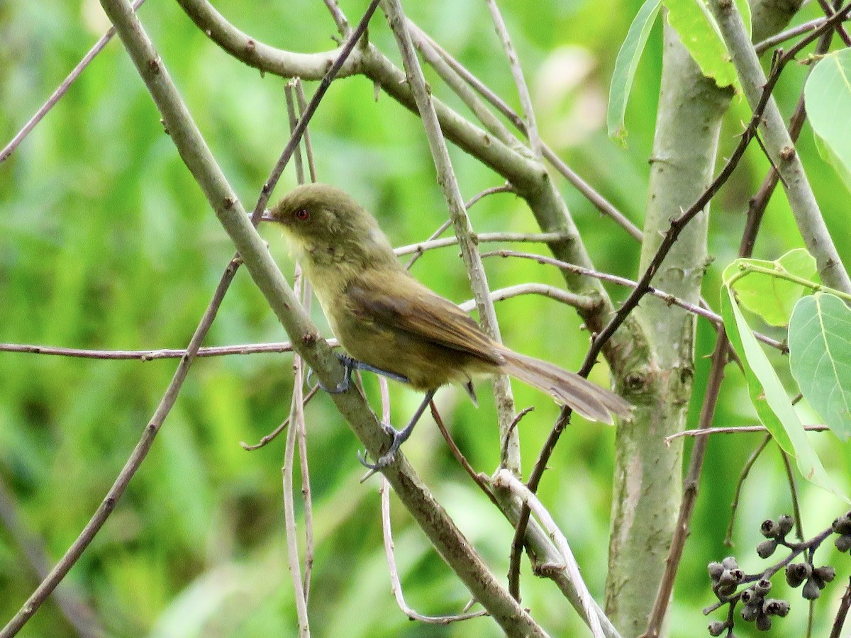 Papyrus Yellow-Warbler - ML433946261