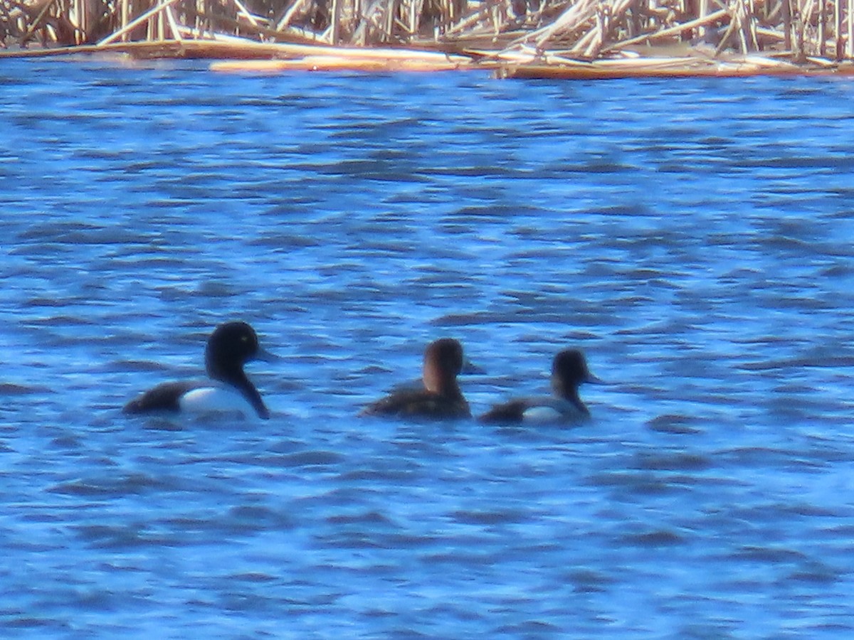 Greater Scaup - ML433946371