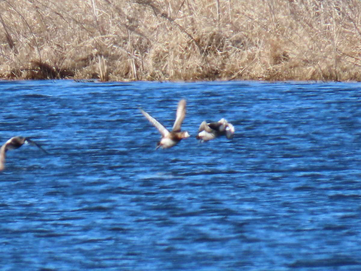 Greater Scaup - ML433946451