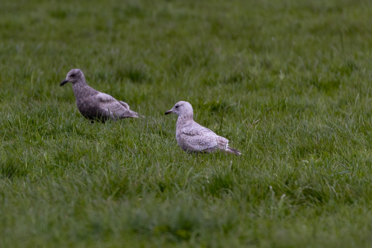 Iceland Gull (Thayer's) - ML433946751