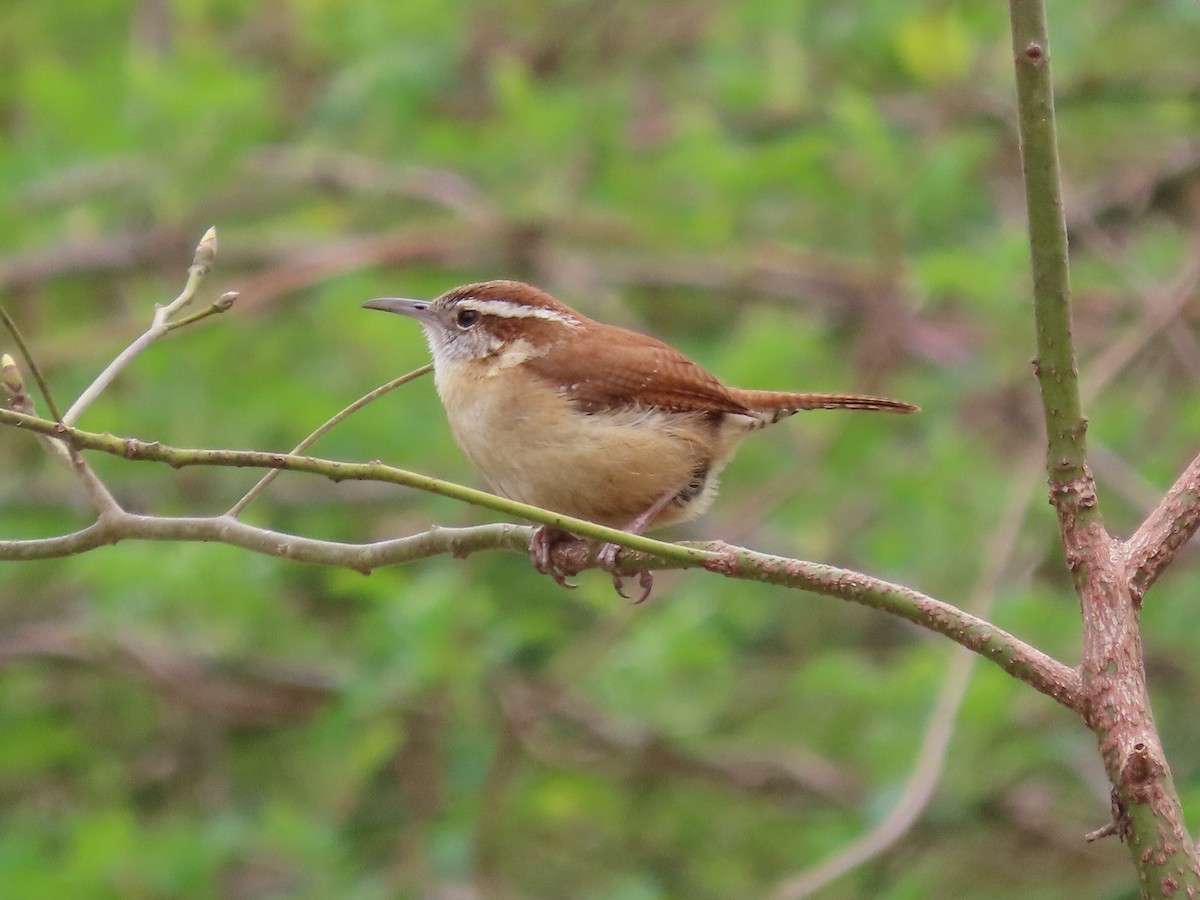 Carolina Wren - ML433947031