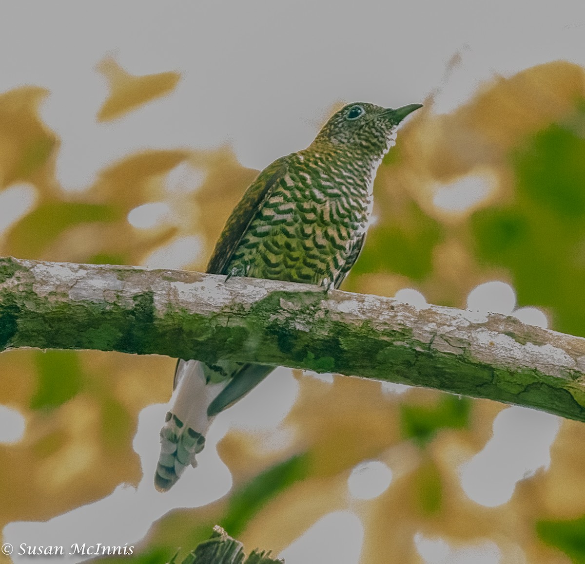 African Emerald Cuckoo - ML433948501