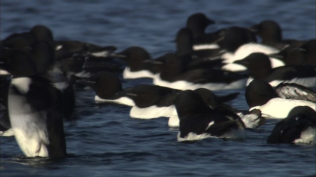 Thick-billed Murre - ML433949