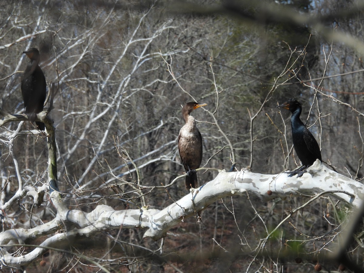 Double-crested Cormorant - ML433950341