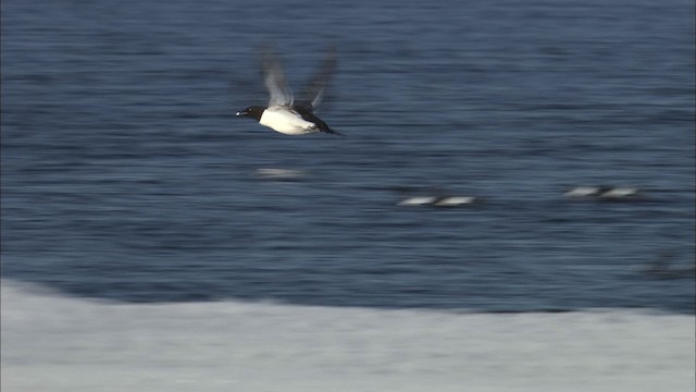 Guillemot de Brünnich - ML433951