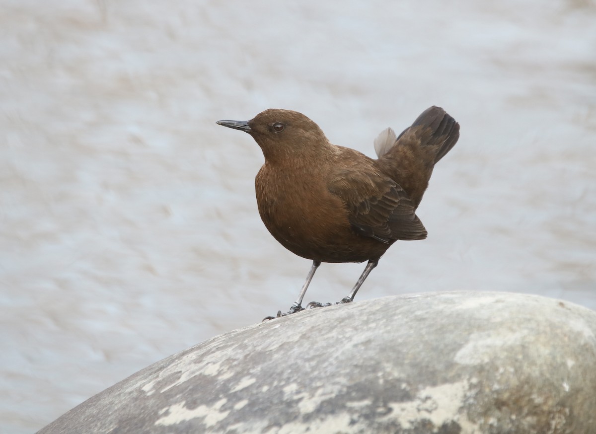 Brown Dipper - ML433951341