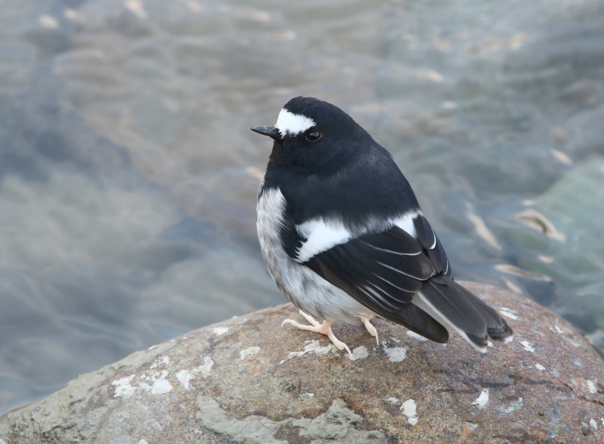 Little Forktail - ML433951831