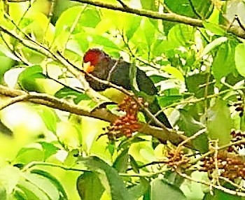 Western Yellow-billed Barbet - ML433953131