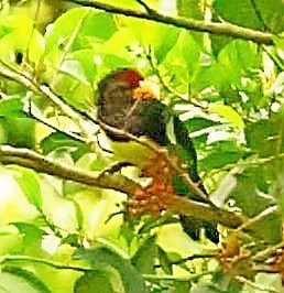 Western Yellow-billed Barbet - ML433953141