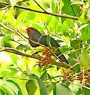 Western Yellow-billed Barbet - ML433953191