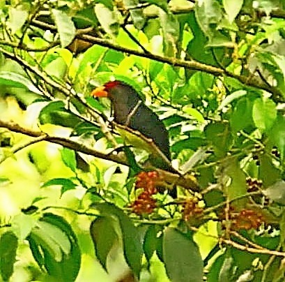 Western Yellow-billed Barbet - ML433953201