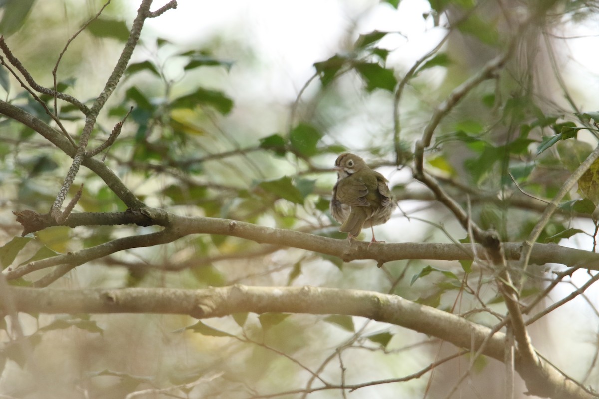 Ovenbird - Scott Clark