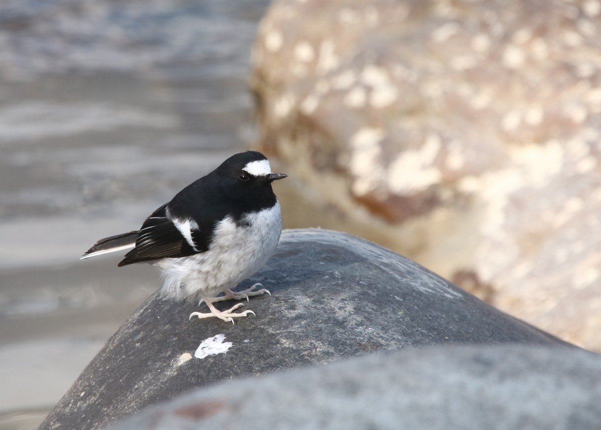 Little Forktail - ML433954111