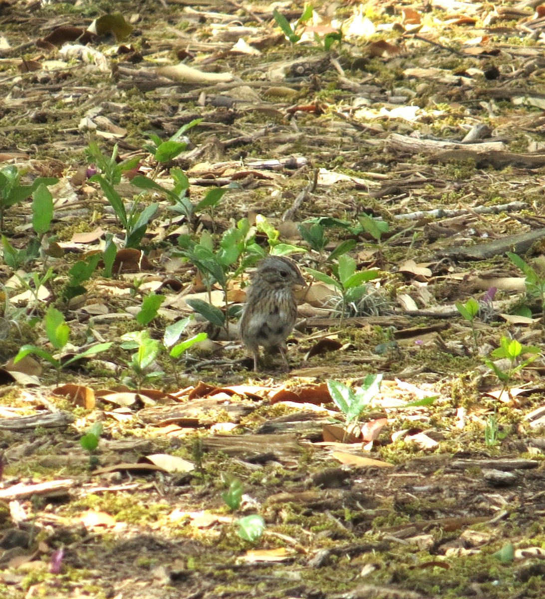 Lincoln's Sparrow - Lora Reynolds