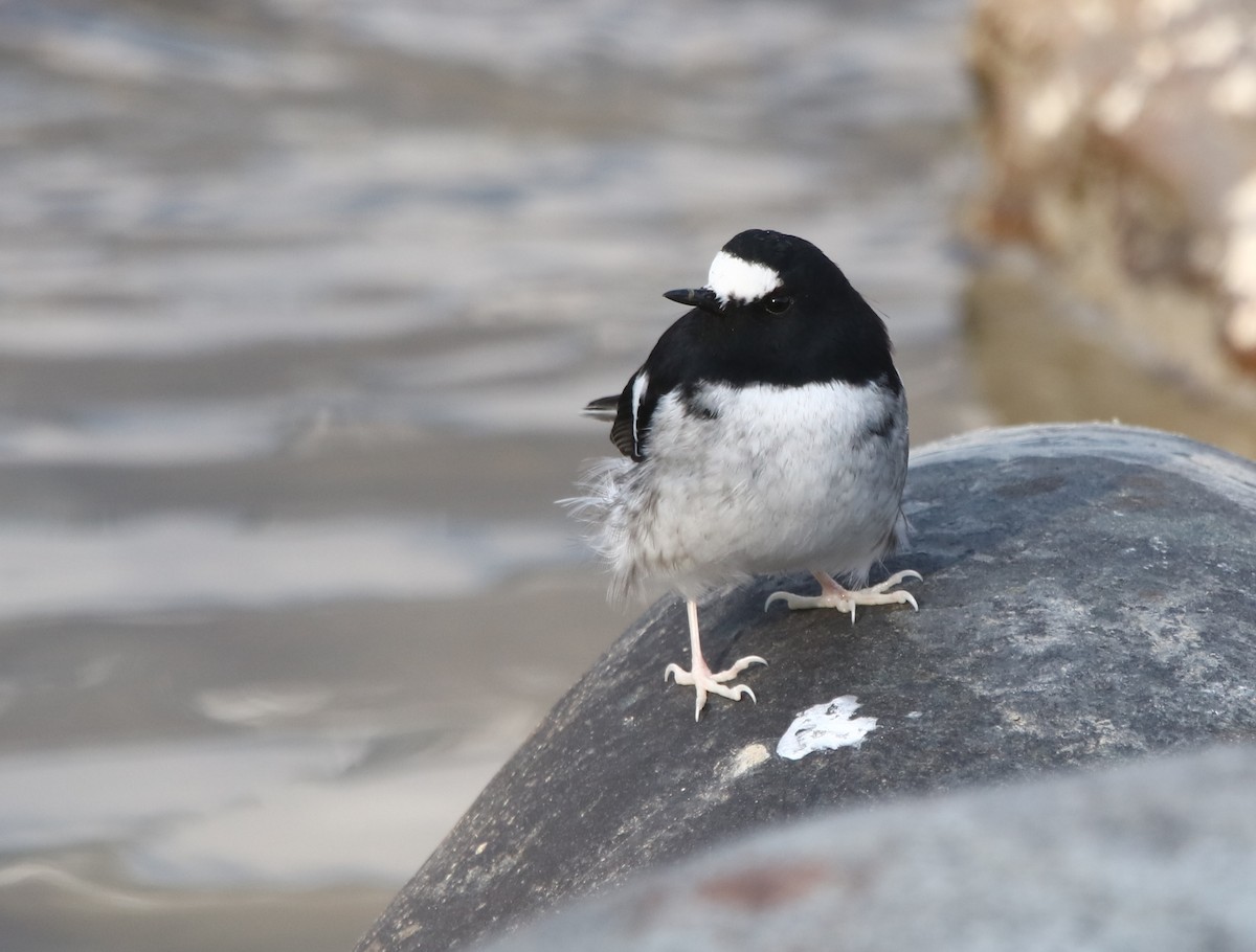 Little Forktail - Vyom Vyas