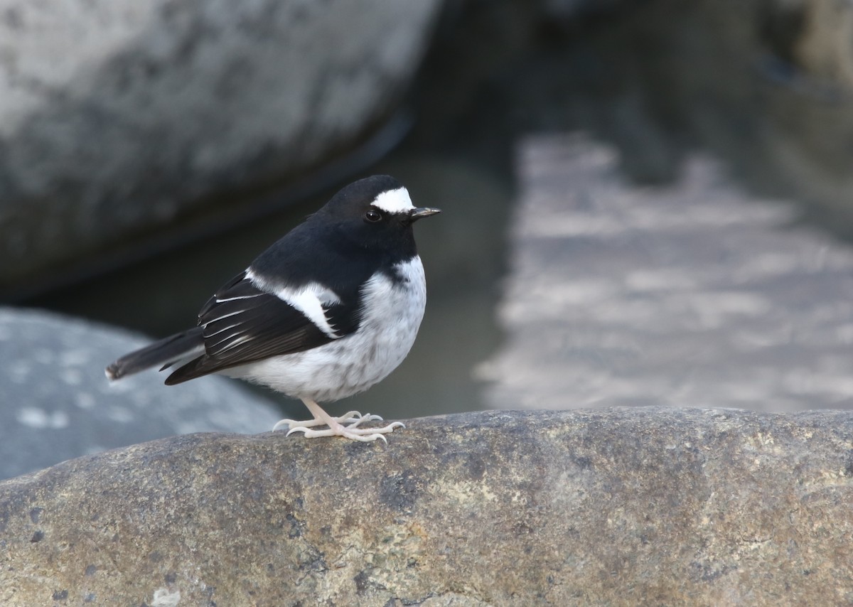 Little Forktail - ML433955061