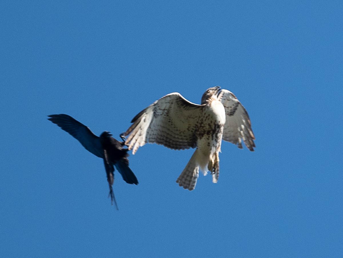 Red-tailed Hawk - ML433955571