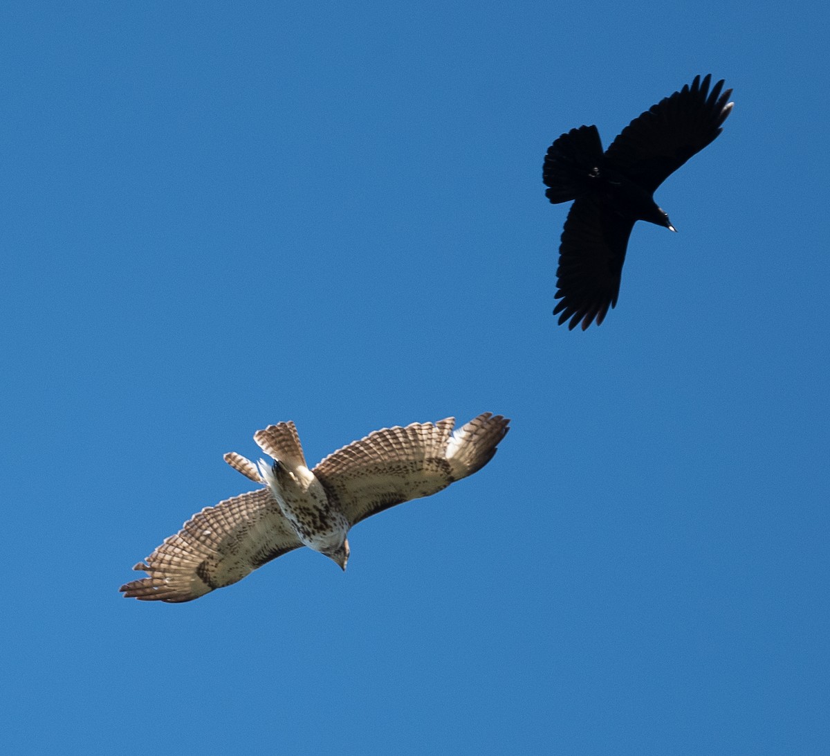 Red-tailed Hawk - ML433955671