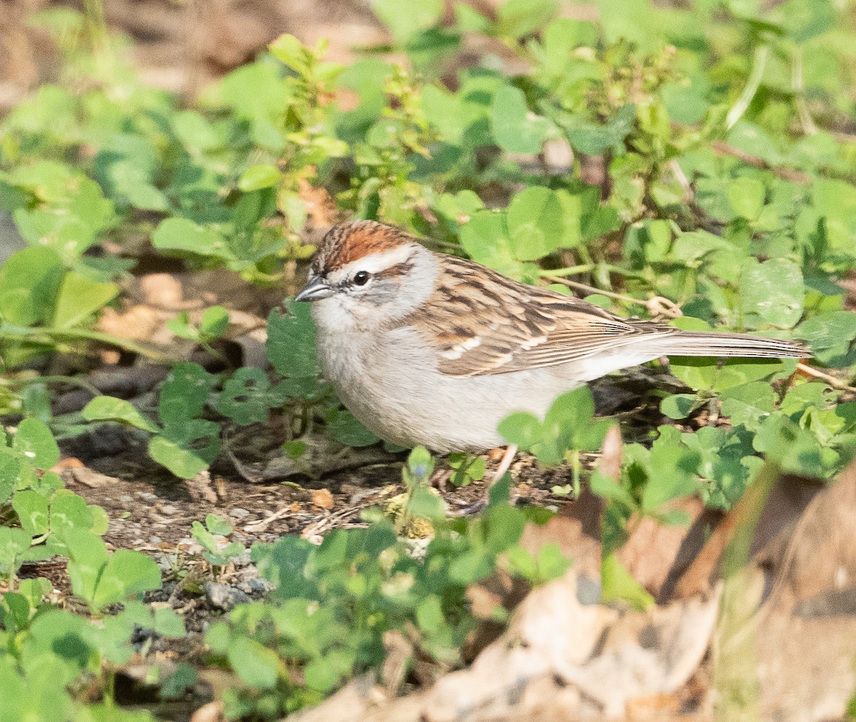 Chipping Sparrow - ML433955751