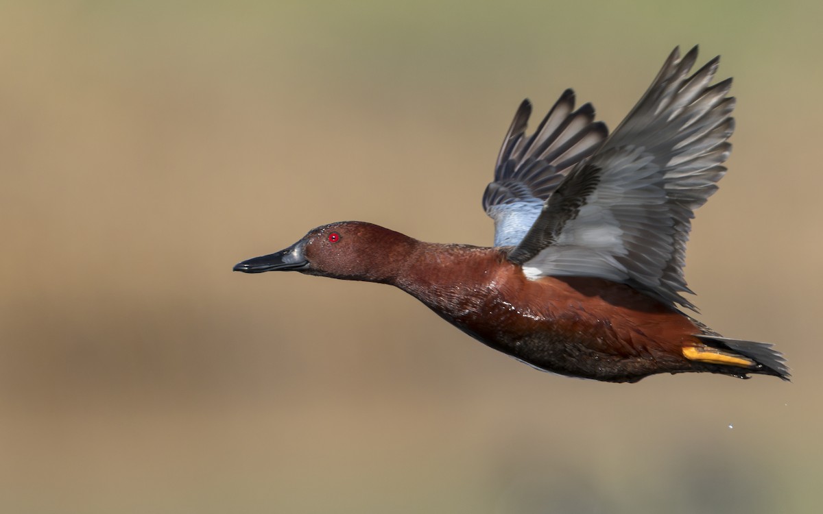 Cinnamon Teal - ML433956951