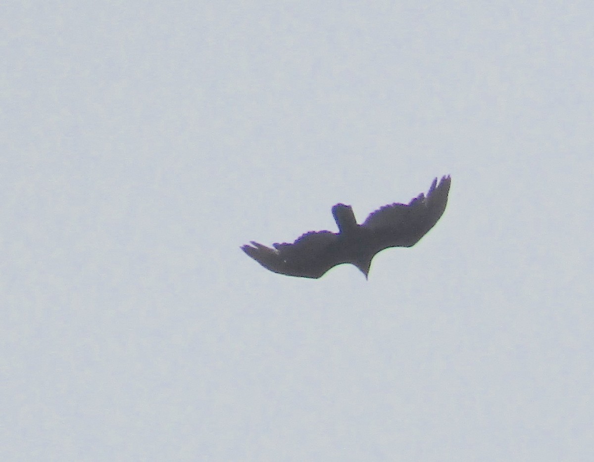 Turkey Vulture - ML433957401