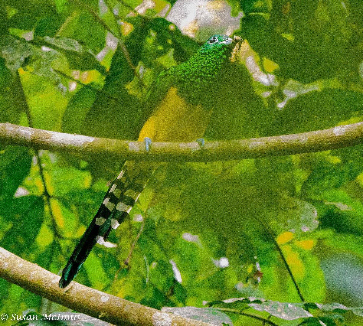 African Emerald Cuckoo - ML433957961