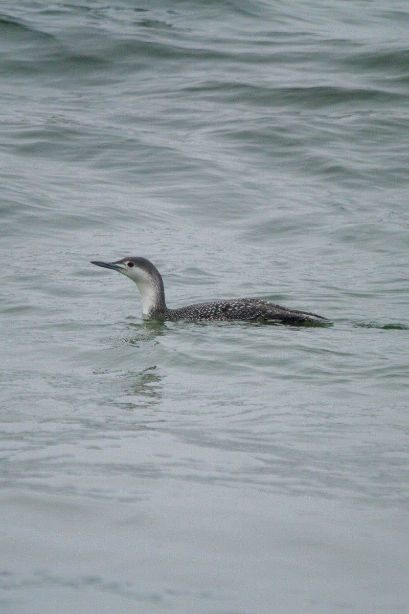 Red-throated Loon - ML433959901