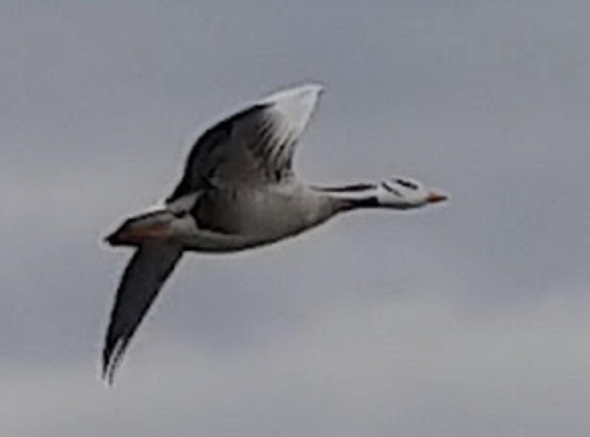 Хээрийн галуу - ML433962321