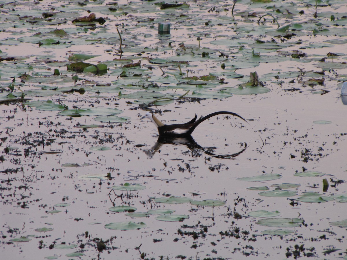 Jacana Colilarga - ML43396281