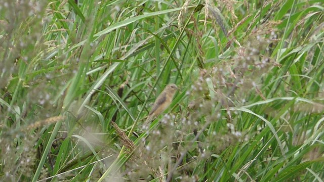 Dark-throated Seedeater - ML433962961