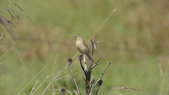 Dark-throated Seedeater - ML433966661