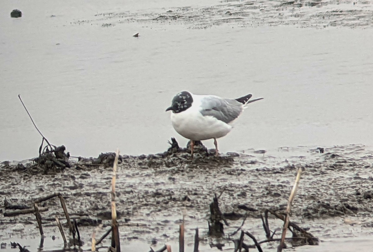 Bonaparte's Gull - ML433966801