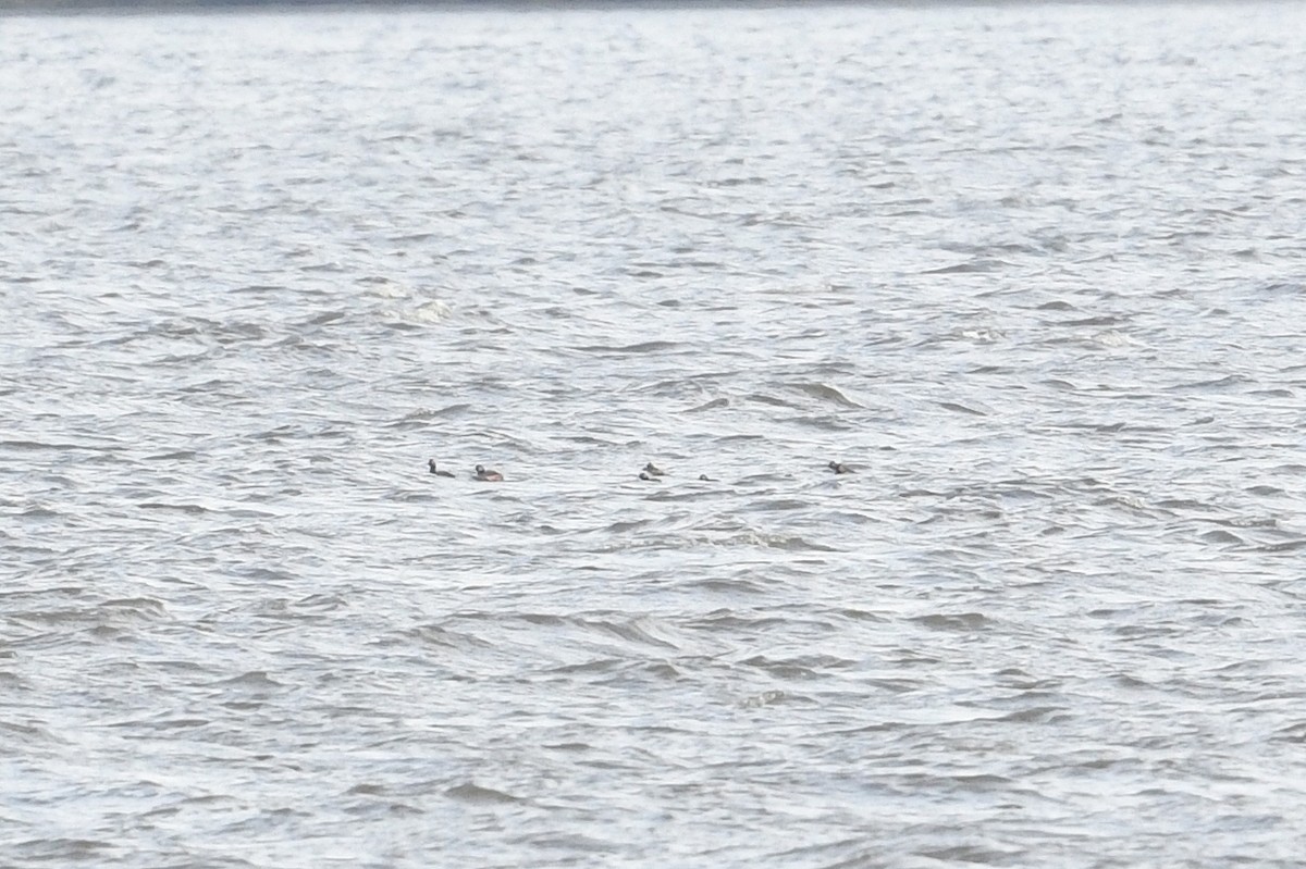 Халтар шунгуур - ML433966951