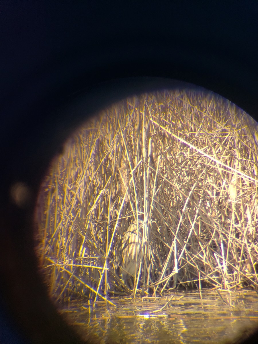 American Bittern - ML433968771