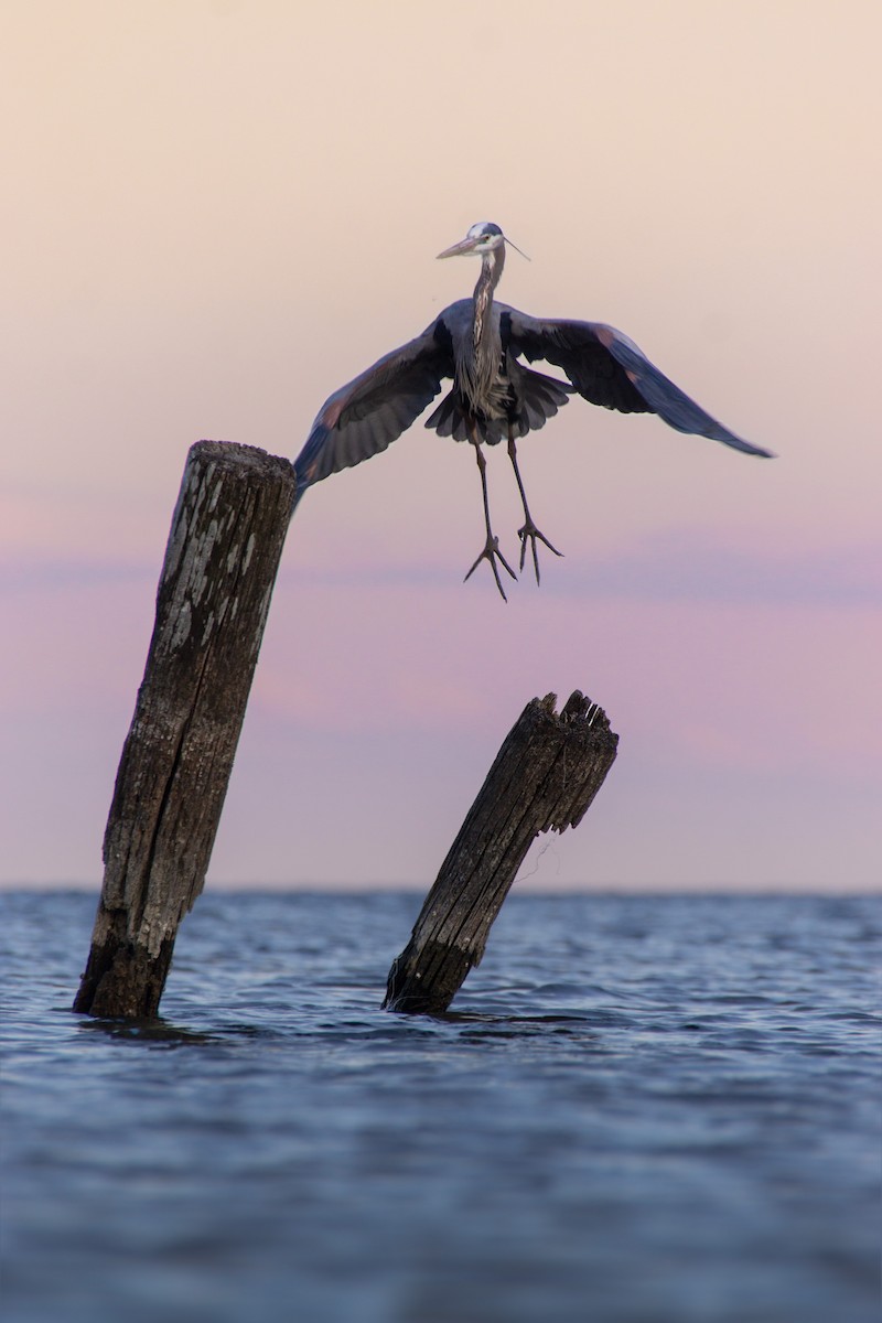 Great Blue Heron - Eaton Ekarintaragun