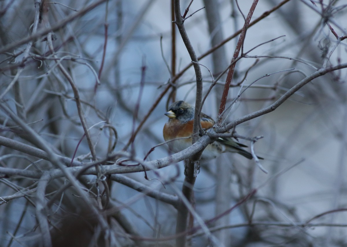 Brambling - Zane Pickus