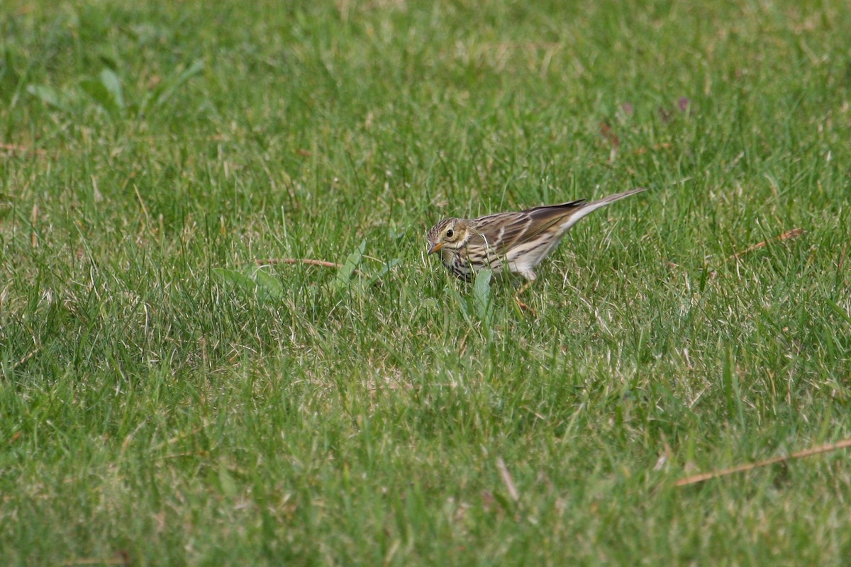 Meadow Pipit - ML433974091